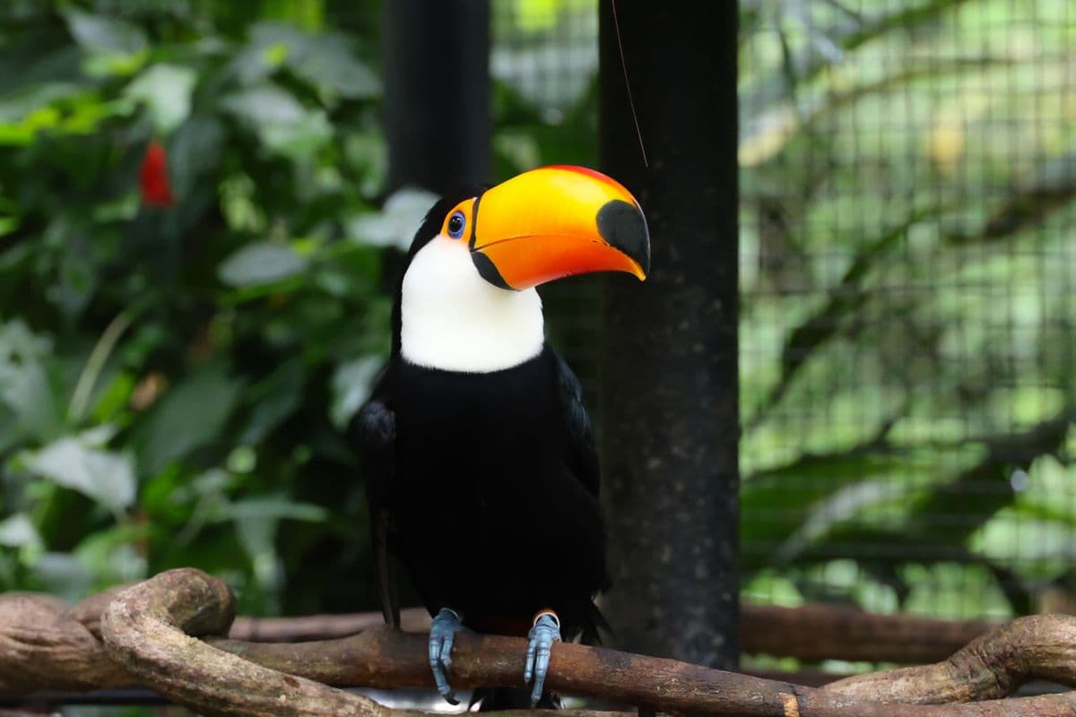 Arara em uma área arborizada do Parque das Aves, em Foz do Iguaçu